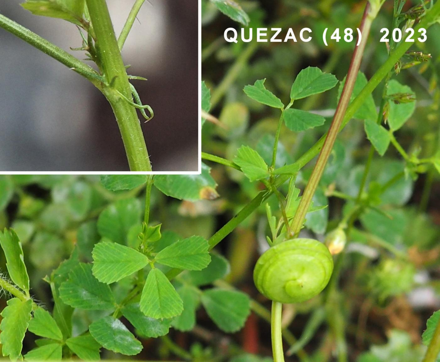 Medick, Large-disked leaf